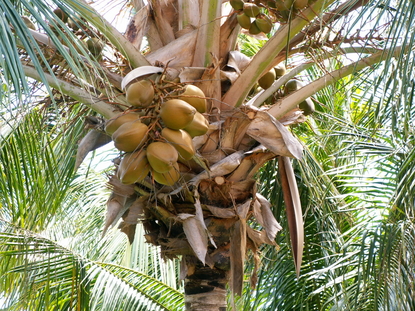 Coconut Palm (Cocos nucifera) | Naples Florida